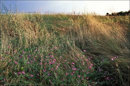 Image of high mallow