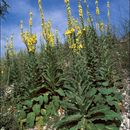 Plancia ëd Verbascum densiflorum Bertol.