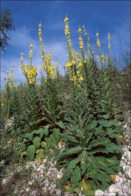 Image of denseflower mullein