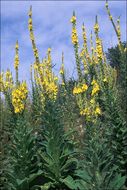 Image of denseflower mullein