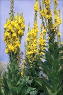 Image of denseflower mullein