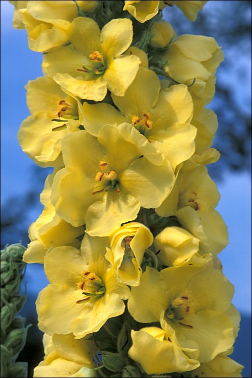 Image of denseflower mullein