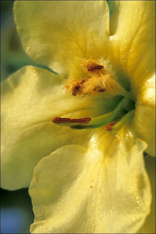 Image of denseflower mullein