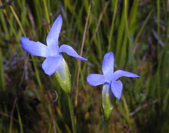 Image of One-Flower Fringed-Gentian