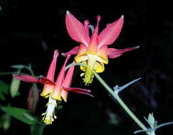 Image of western columbine