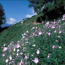 Image of european mallow