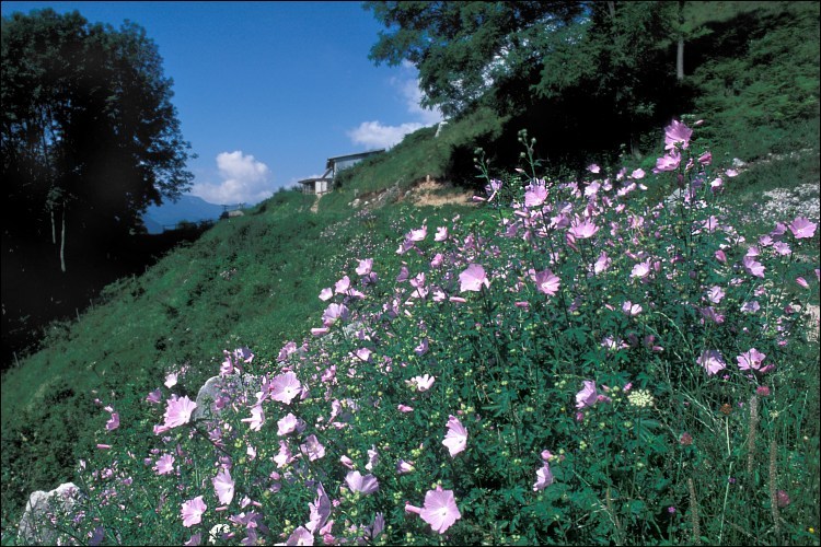 Image of european mallow