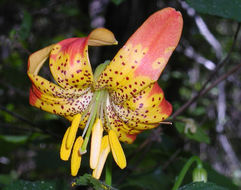 Lilium pardalinum Kellogg resmi