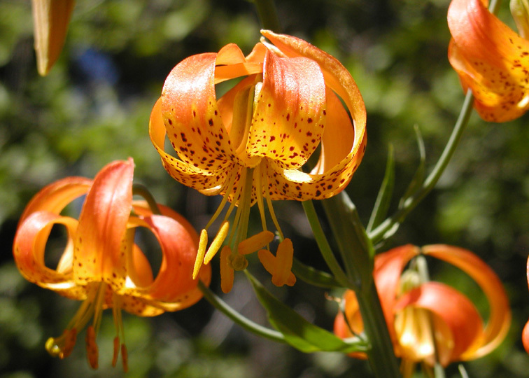 Lilium pardalinum Kellogg resmi