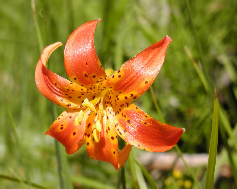 Lilium pardalinum Kellogg resmi