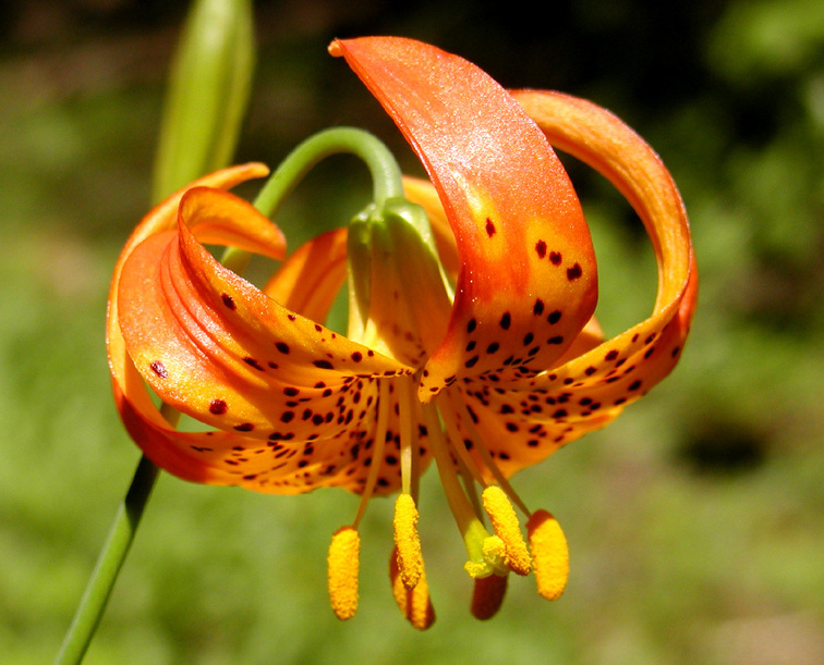 Image of leopard lily