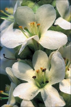 Image of Great Mullein