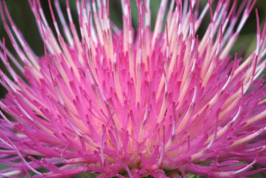 Image of wavyleaf thistle