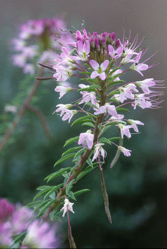 Image of Navajo spinach