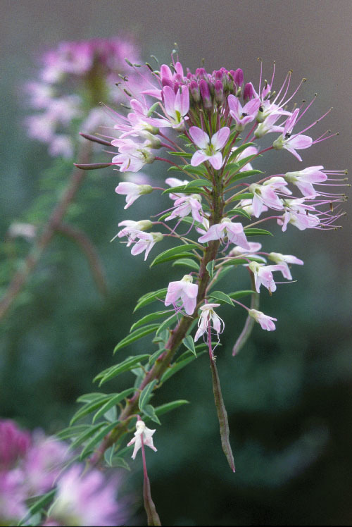 Imagem de <i>Cleome serrulata</i>