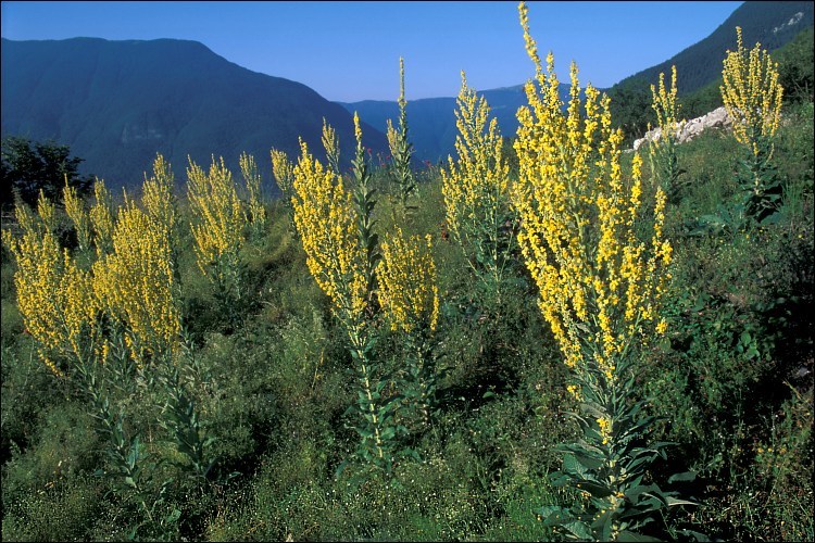 Image of white mullein