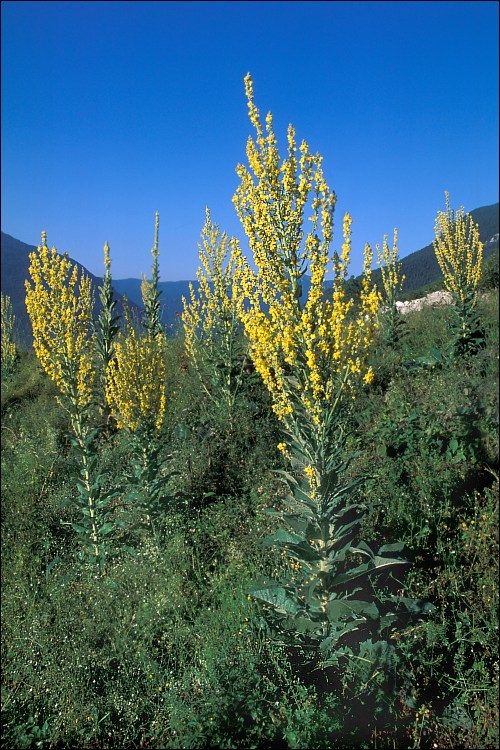 Image of white mullein