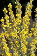 Image of white mullein