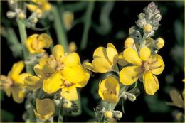 Image of white mullein