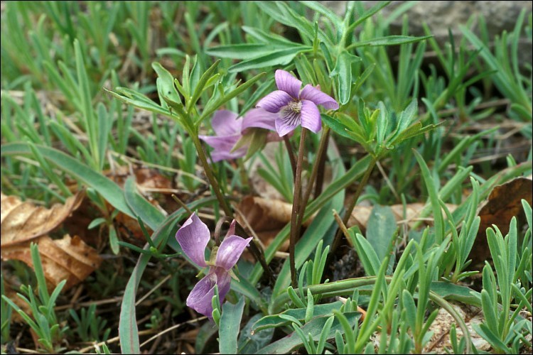 Слика од Viola pinnata L.