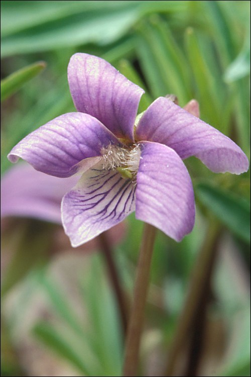 Слика од Viola pinnata L.