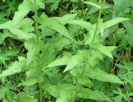 Image of arrowleaf ragwort