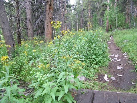 Image of arrowleaf ragwort