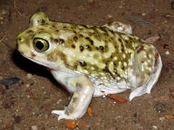 Image of Couch's Spadefoot