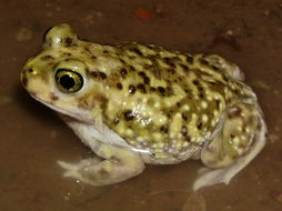 Image of Couch's Spadefoot