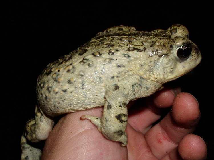 Image of western toad