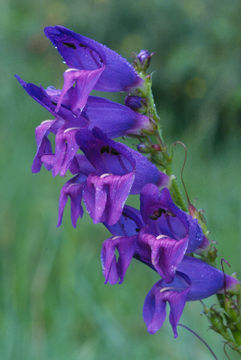 Image of Rocky Mountain penstemon