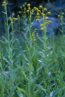 Image of nodding ragwort