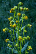 Image of nodding ragwort