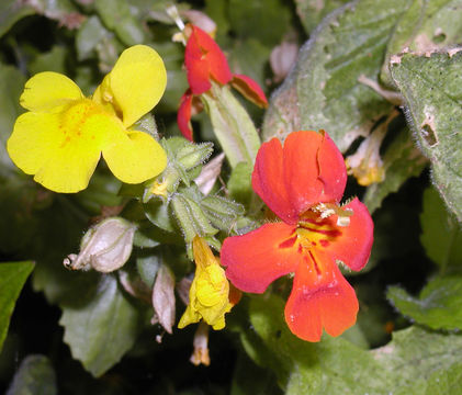 Image of <i>Mimulus cardinalis</i>