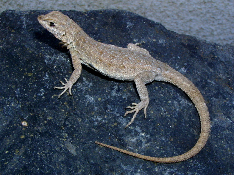 Image of common side-blotched lizard