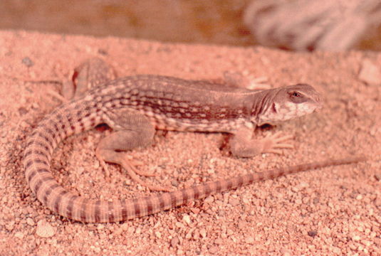 Image of Northern Desert Iguana