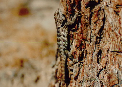 Image of Sceloporus uniformis Phelan & Brattstrom 1955