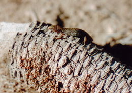 Image of Desert Night Lizard