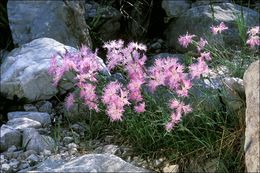 Sivun Dianthus sternbergii Sibth. kuva