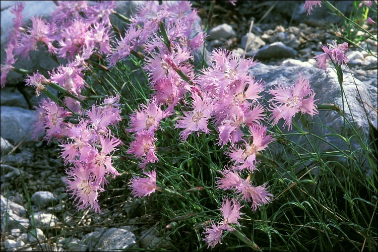 Sivun Dianthus sternbergii Sibth. kuva