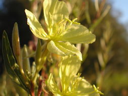 Imagem de Oenothera elata subsp. hirsutissima (A. Gray ex S. Wats.) W. Dietrich