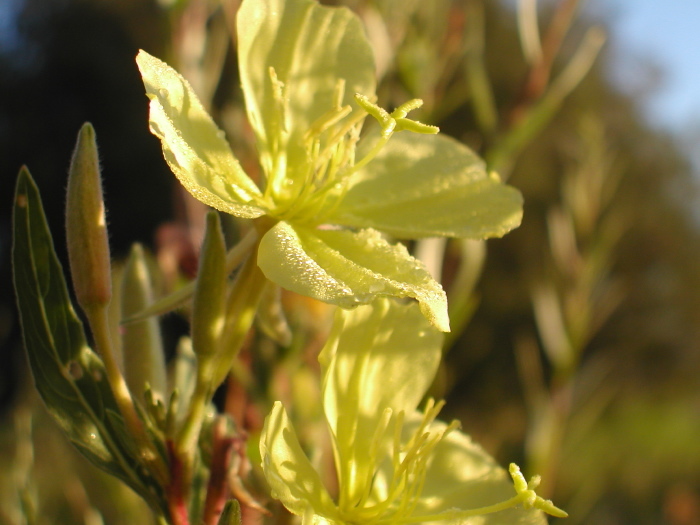 Image of Hooker's evening primrose