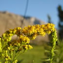 Image of Nevada Goldenrod