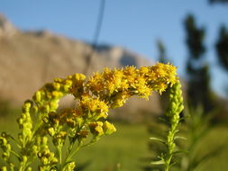 Image of Nevada Goldenrod