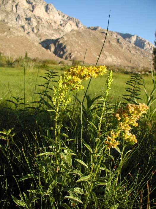 Image of Nevada Goldenrod