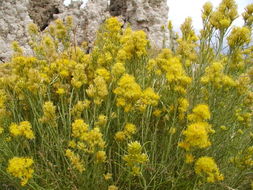 Image of Ericameria nauseosa var. speciosa (Nutt.) G. L. Nesom & G. I. Baird