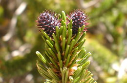 Image de Pin Bristlecone