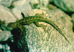 Image of Western Fence Lizard