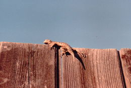 Image of Granite Spiny Lizard