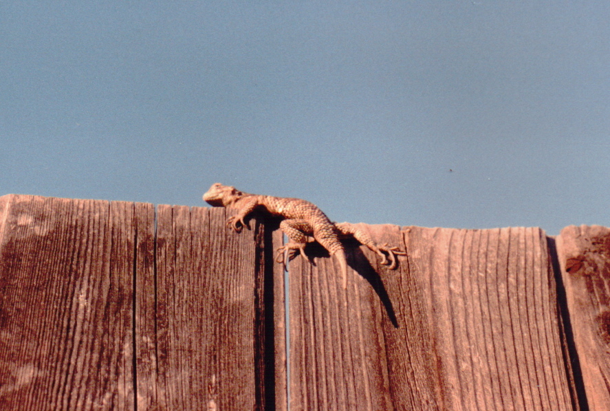 Image of Granite Spiny Lizard